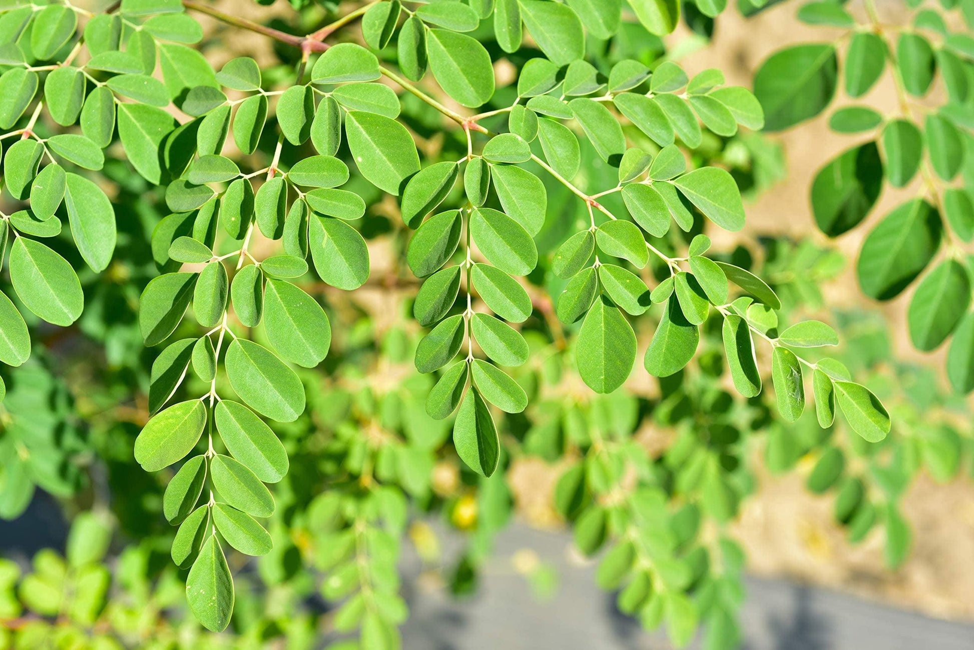 20+ Dwarf Moringa Tree Seeds