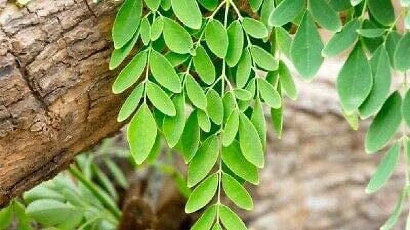 20+ Dwarf Moringa Tree Seeds