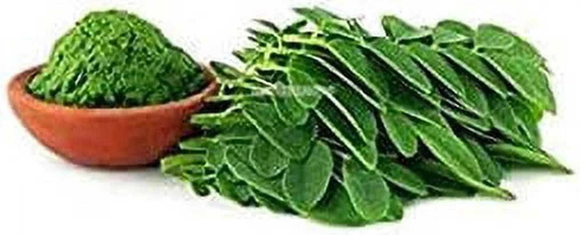 20+ Dwarf Moringa Tree Seeds